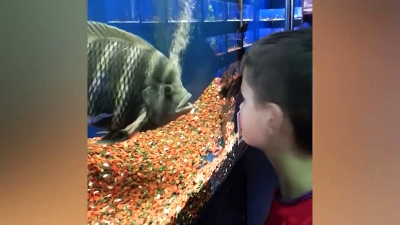 BABIES MEET FISH FOR THE FIRST TIME - Funny Babies And Animals Videos Compilation