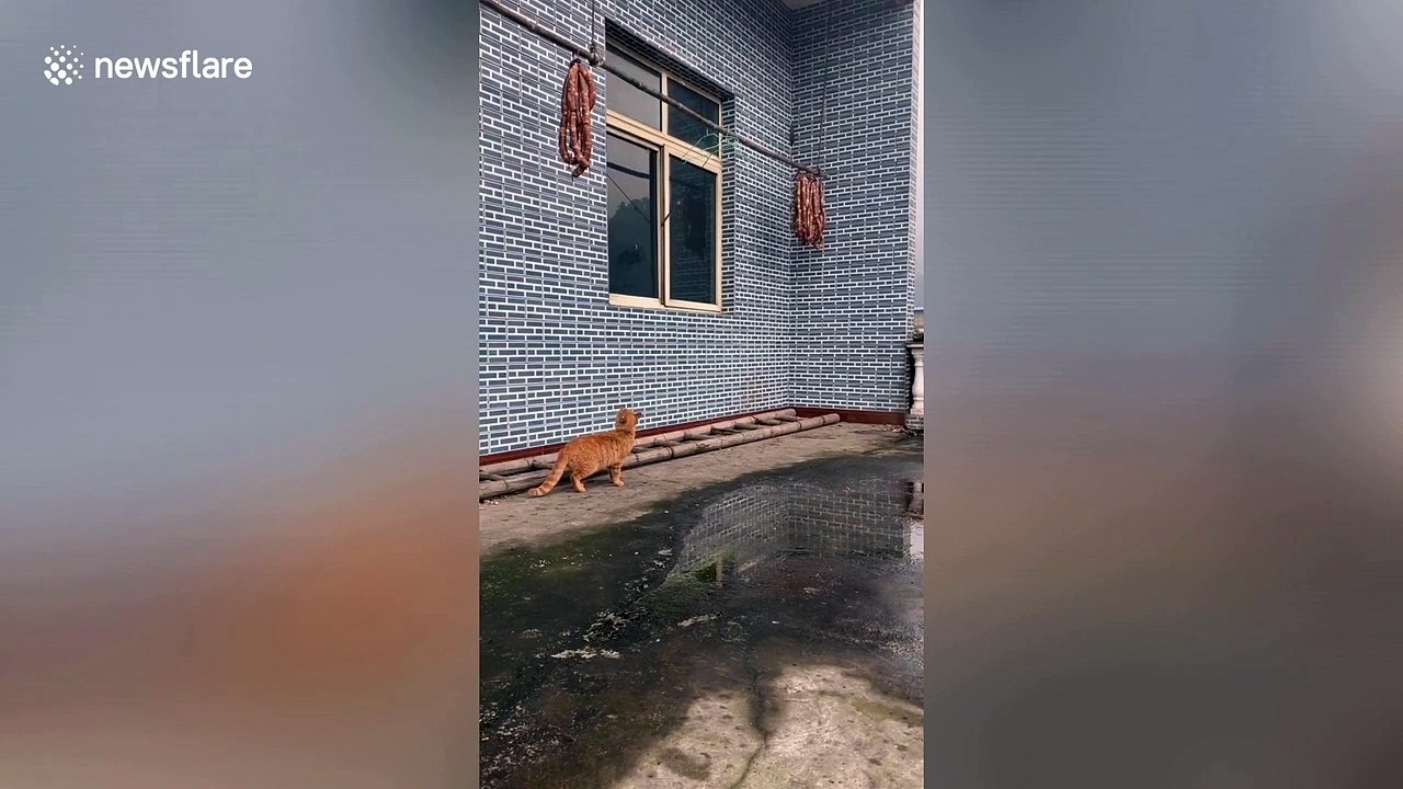 Cat performs hilarious 'gymnastics' while trying to balance on pole that had sausages attached to it