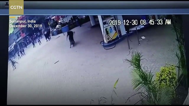 Regardez comment ce sanglier sème le drame lors de son passage dans cette station-service.