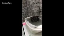 Adorable two-year-old French bulldog enjoys some 'me' time in the bath