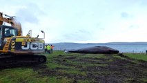 Huge 15-metre sperm whale carcass found washed up on Scottish beach