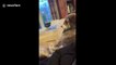 'Why is he mad at me?' Hilarious moment dog ignores his owner for no reason