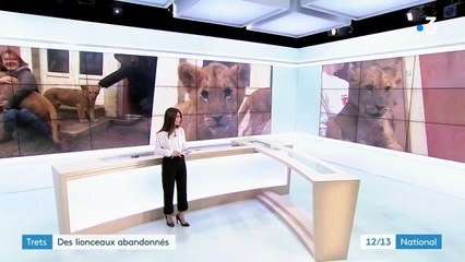 Bouches-du-Rhône : deux lionceaux abandonnés
