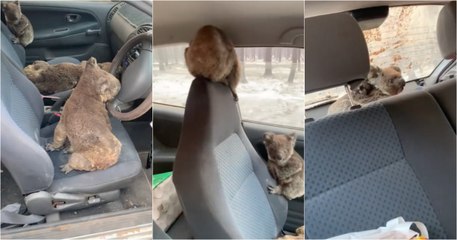 Jovens enchem carro com coalas para os salvar dos incêndios