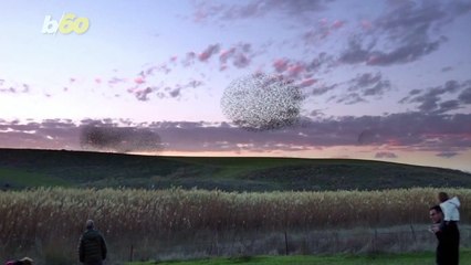 Sky Dance! Check Out This Flock of Starlings Swooping & Soaring in The Sky Like a Dance