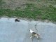 Funny Pets Dog vs Cat The Cat made the Dog run away  Animaux drôles Chien vs chat Le chat a fait fuir le chien