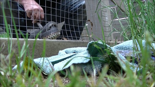 Il sauve un gros serpent coincé dans un grillage