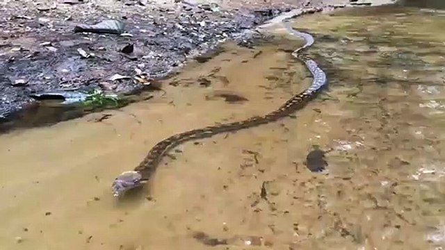 Regardez la taille de ce serpent qui nage... Belle bête