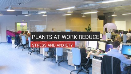 How Keeping Plants On Your Desk Can Reduce Stress