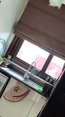 Faim ! Cette mouette tape du bec sur la vitre pour avoir a manger