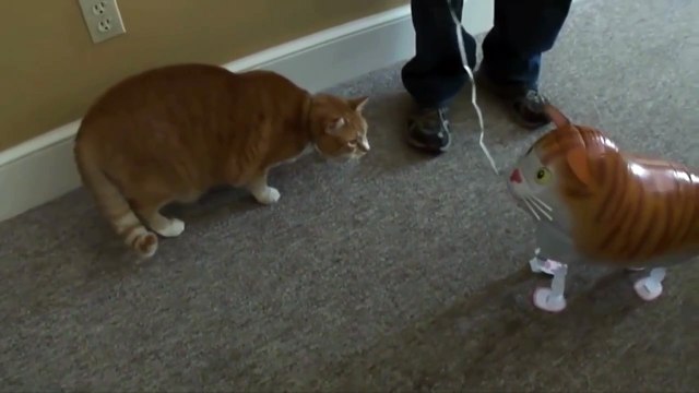 Chat contre Ballon Chat... Terminé en 1 coup de patte !