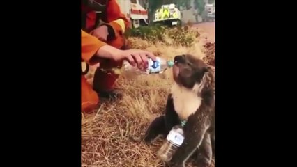 Alarmante: 1.000 millones de animales muertos y algunos al borde de la extinción en Australia