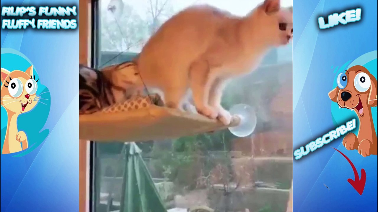 Cats Fails Amusing cat videos Ultimate cat compilation 2020