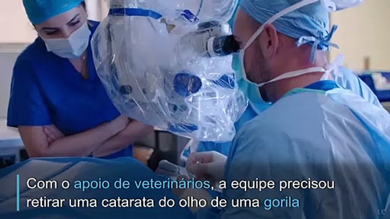Gorila faz cirurgia de catarataeu fazi