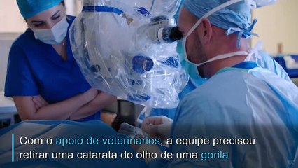Gorila faz cirurgia de catarataeu fazi