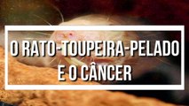  O Rato-toupeira-pelado e o CÂNCER