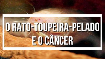  O Rato-toupeira-pelado e o CÂNCER