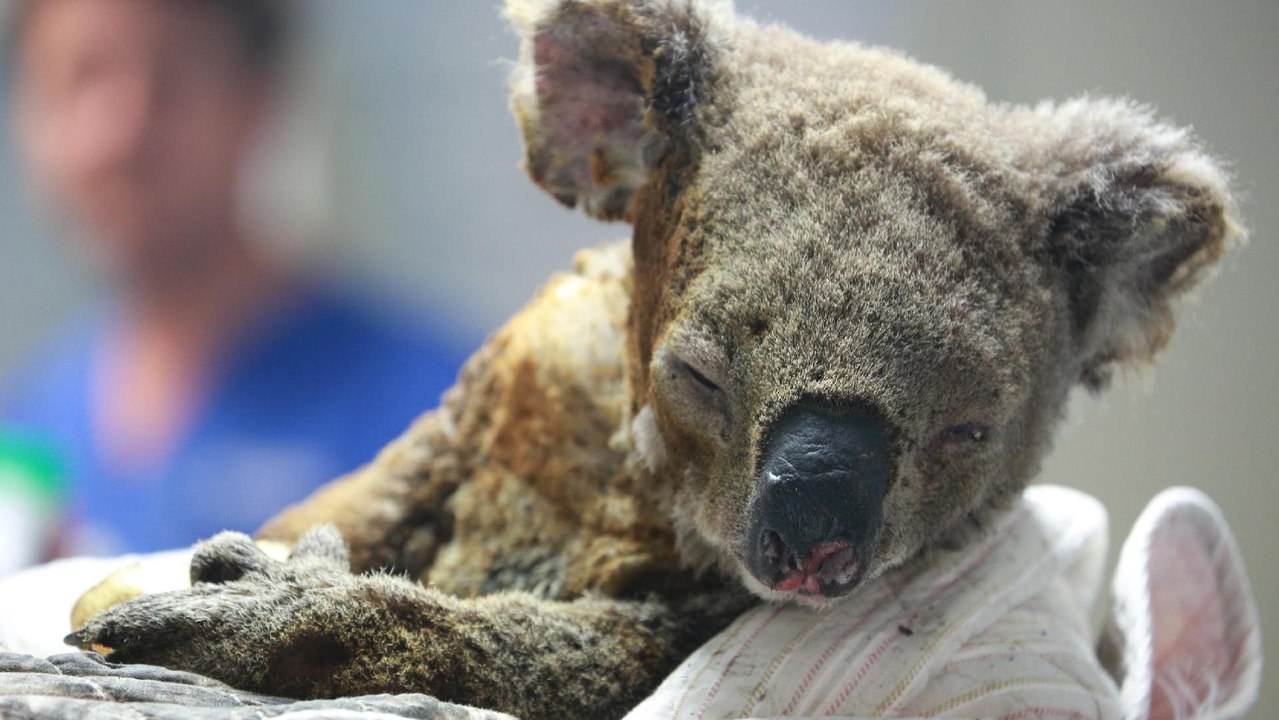North Carolina Rescue Sending Thousands of Hand-Knitted Nests to Australia—But More Help is Still Needed