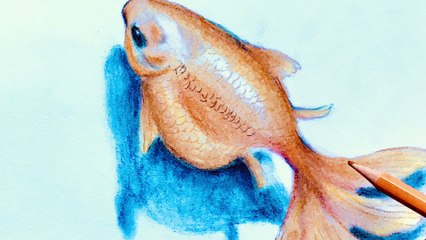 How to draw a Goldfish / 3D art drawing / Sami Gharbi