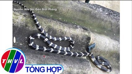 Một bé trai 22 ngày tuổi bị rắn độc bò vào nhà cắn tử vong