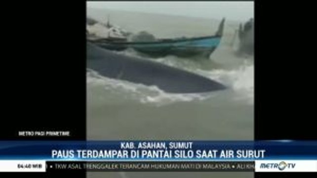 Paus Raksasa Terdampar di Asahan, Nelayan Giring ke Laut Lepas