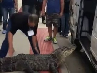 Adam Carrozza -Crocodile is on ride