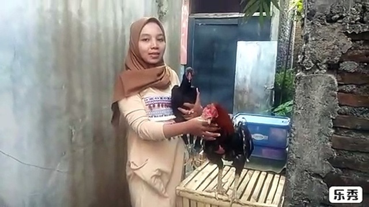 Cara mengawinkan ayam perawan