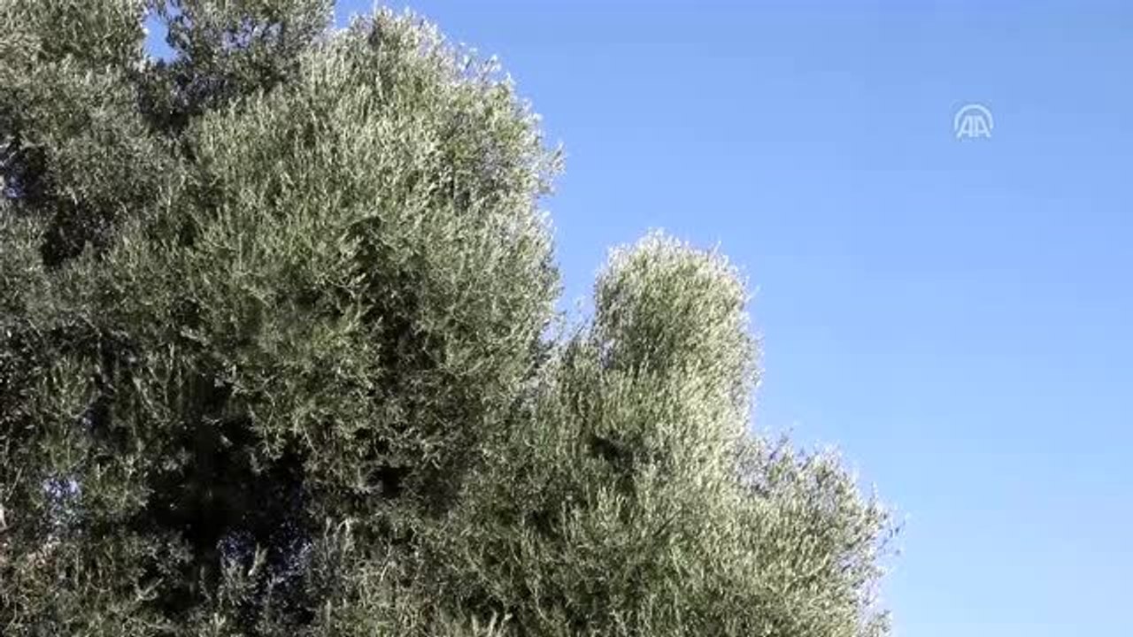 Ulusal Zeytin ve Zeytinyağı Konseyi Başkanı Tibet'ten "riviera" zeytinyağı açıklaması