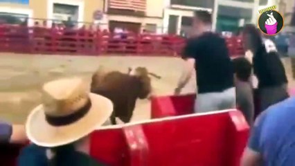 Awalnya Sok Jago Berani Ngejek Banteng Yang Lagi Diam, Tapi Yang Terjadi Malah Seperti Ini!