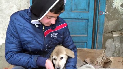 15 yaşındaki genç donmak üzere olan yavru köpeklere sahip çıktı