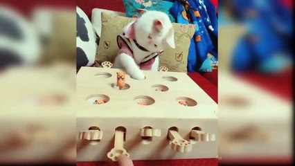 Baby Cats - Cute and Funny Cat Videos Compilation @8 _ Aww Animals_HD