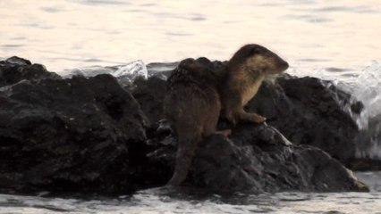 Marmara Denizi'nde su samuru heyecanı