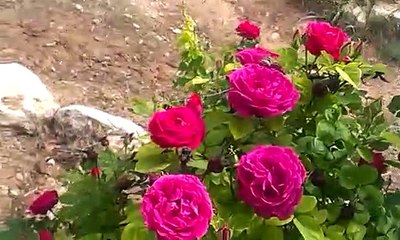Sevgililer Günü Hediyesi kırmızı ve beyaz gülleri mis kokulu güller