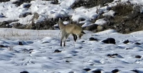 Kars'ta tilkilerin av mesaisi başladı