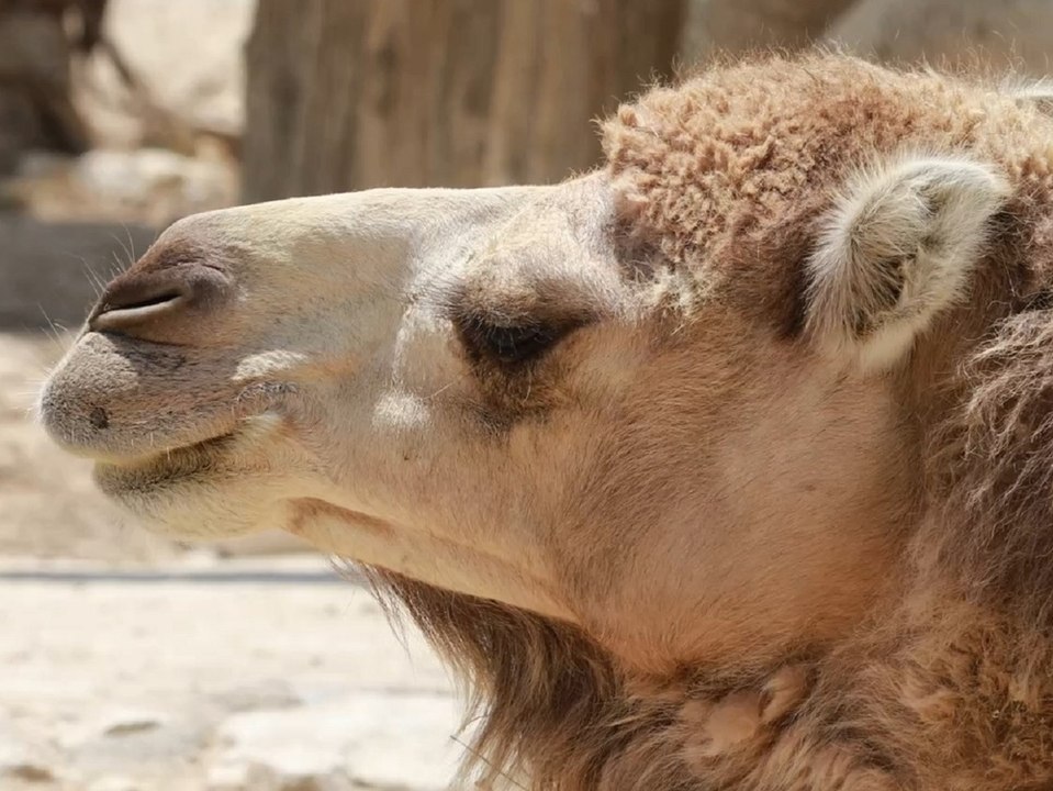 Australien ordnet massentötung an: 10.000 kamele im visier