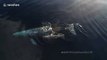 Rare drone footage shows grey whale calf drinking milk from mother