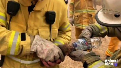 Rescuers race to save Australia's wildlife - Animalkind