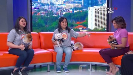 Menggemaskan! Ini Sifat Anjing Pom-pom yang Harus Kamu Tahu
