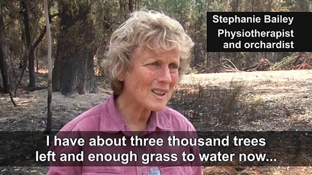 Australia: Kangaroos carcasses left strewn on the ground by devastating bushfires