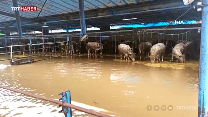 Hırsızlar yüzünden Karacabey Ovası'nı su bastı