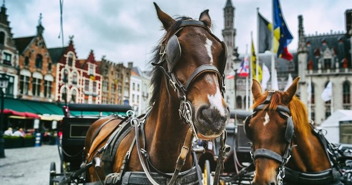 À Rouen, une calèche tractée par un cheval pour remplacer le bus scolaire divise les habitants