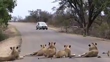 Entretanto numa Operação STOP em África
