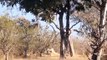 Amazing Baboon Save Impala From Leopard Jumps Tall Tree To Ambush _ Leopard Hunting Fail ( 360 X 360 )