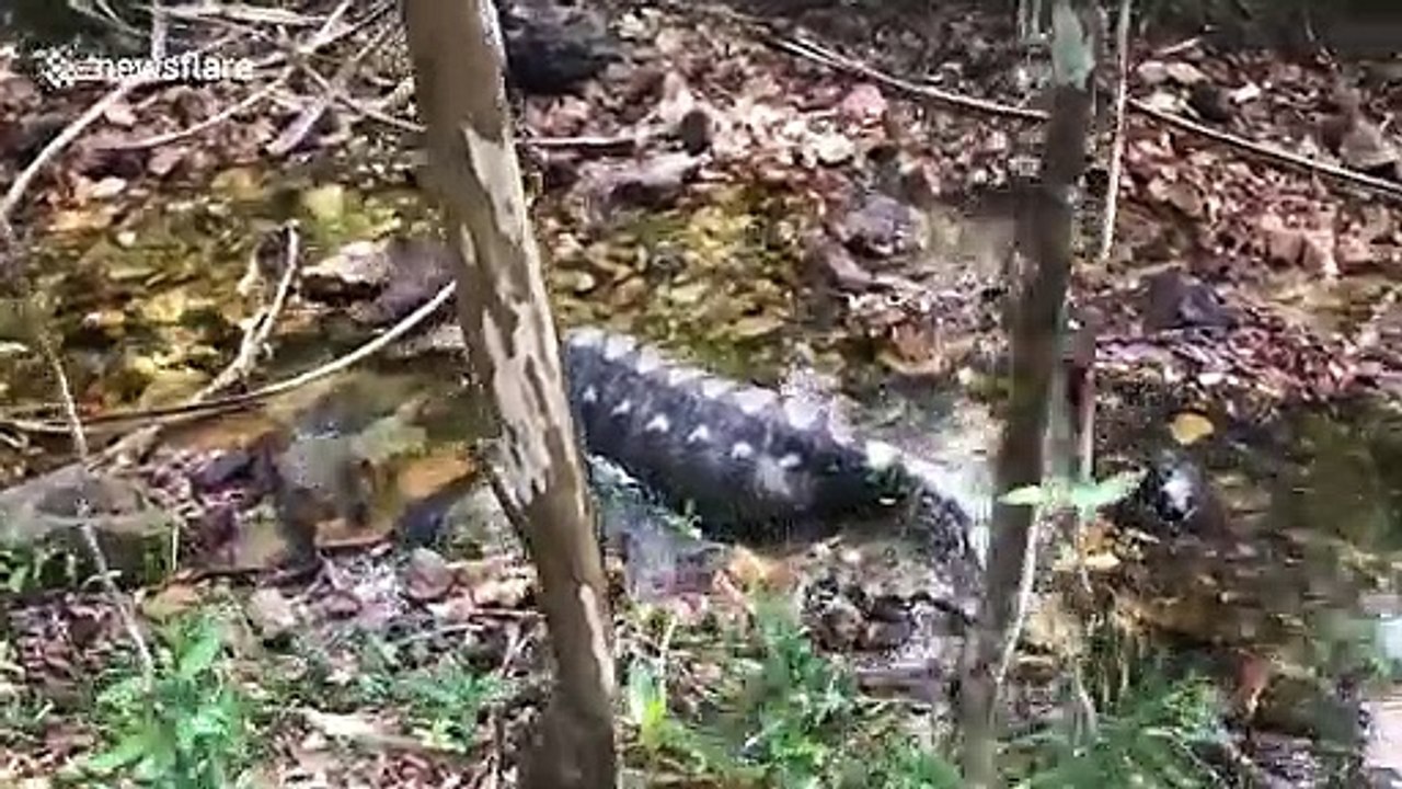 Python cools off in a stream after swallowing wild boar