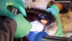 Watch This 425lb Siberian Tiger Get Some Dental Work