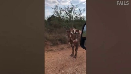 TRY NOT TO LAUGH - Funny Videos 2020 - Best Clean Vines Compilation in 30 minutes