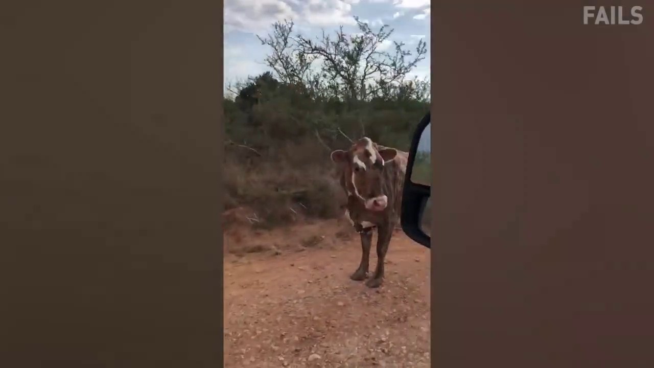 TRY NOT TO LAUGH - Funny Videos 2020 - Best Clean Vines Compilation in 30 minutes