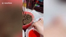 Chinese woman creates synthetic flowers for plant using her fingers and melted wax