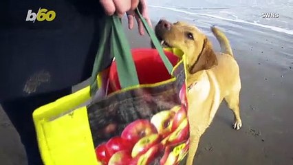 Dog Turns Her Talent Into Paws-Itive Effort By Retrieving Trash From Seaside Town!