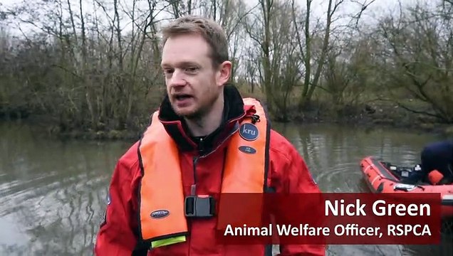 Swans covered in oil rescued from ponds